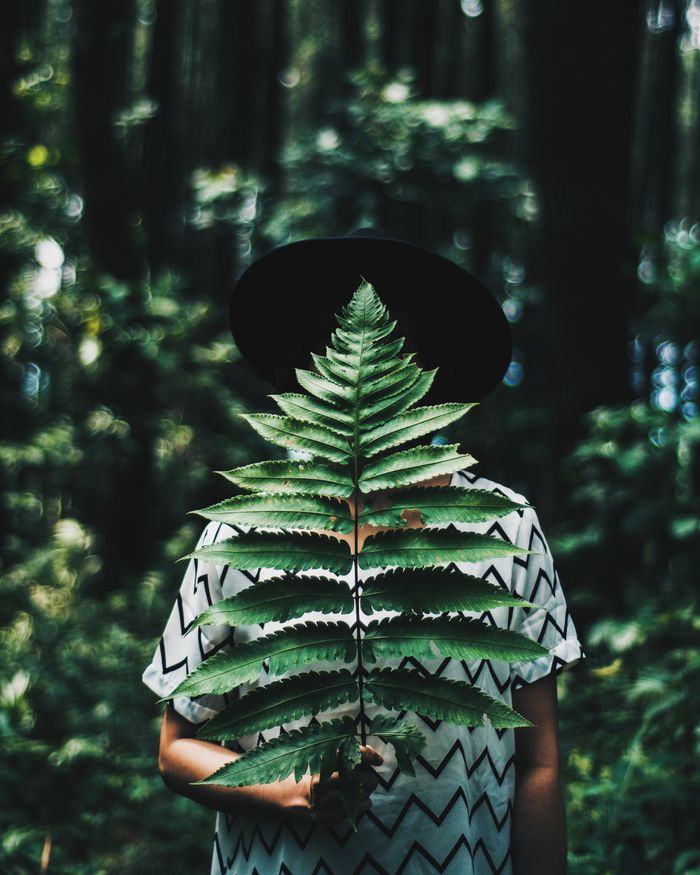 Hidden face with leaf in lush Indonesian forest, capturing serene nature beauty.